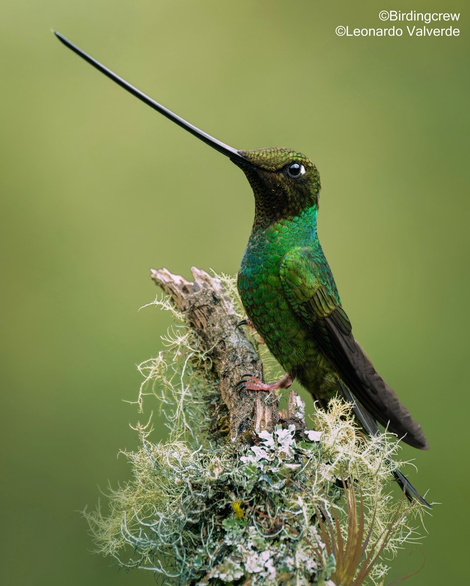 MbarkCherguia's tweet image. Sword-billed Hummingbird. With a beak like a blade forged by the forest itself. Mist rises from the valley while the first rays of sun ignite the emerald shimmer of its feathers.

📸 birdingcrew (Instagram) ©️