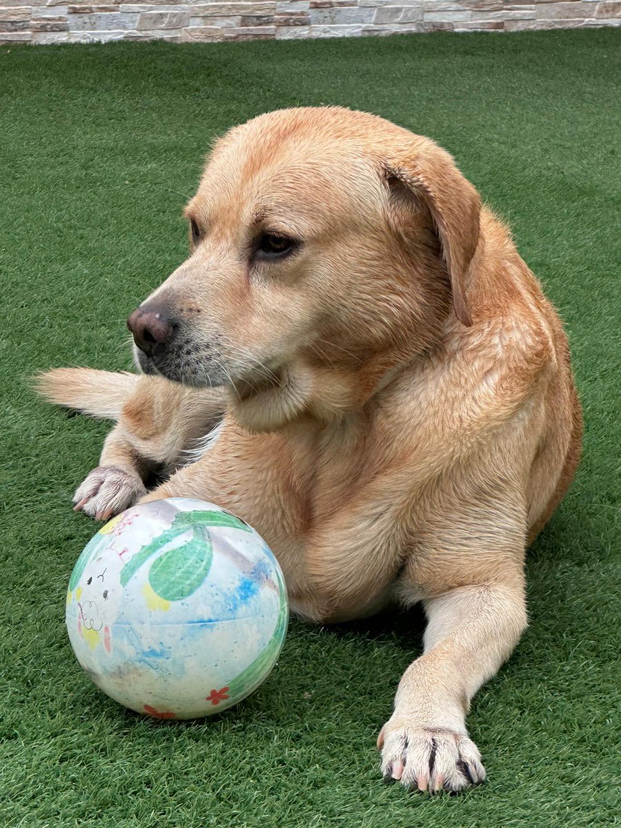 No perdono a la muerte enamorada, 
no perdono a la vida desatenta, 
no perdono a la tierra ni a la nada.

Espérame, mi estrella.
