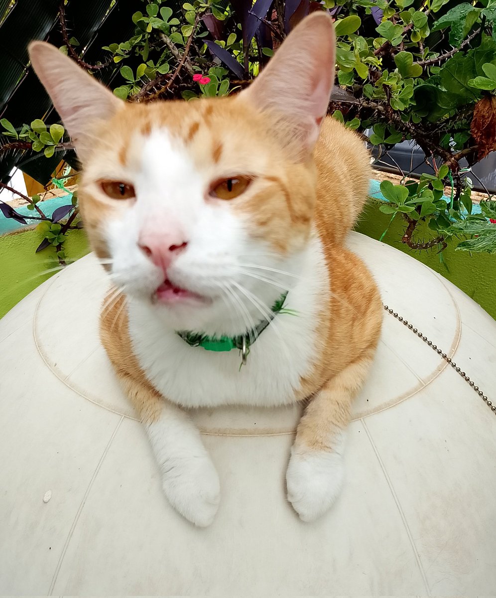 AnaGascaa's tweet image. My junkie boy resting over the never-used doggies' igloo. 
#Santino #GingerTriplets #Catnip