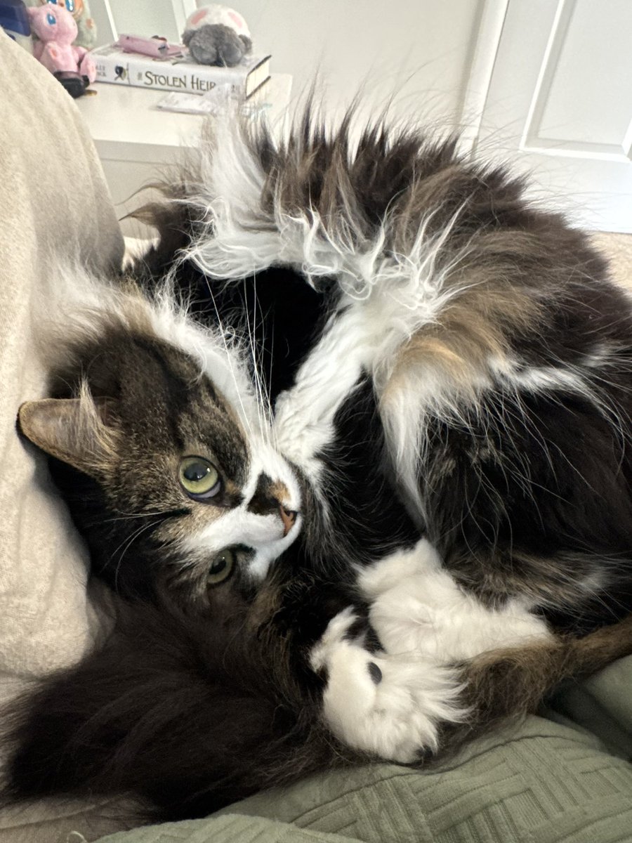 djhamro's tweet photo. Timeline cleanse 

Look at my cute cat! https://t.co/ITUnkYZZOg