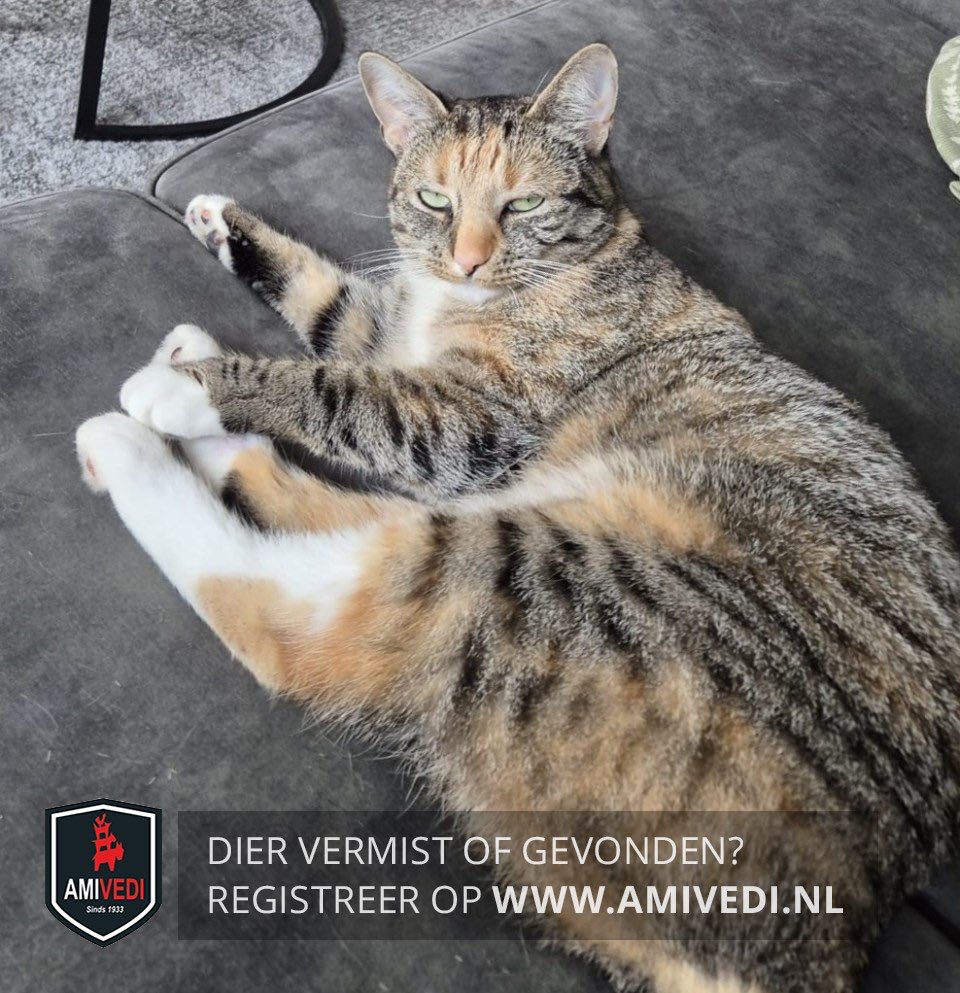 mevrouwadvocaat's tweet image. Hailey uit Zutphen is nu al meer dan een maand vermist. Ze is goed herkenbaar omdat ze geen staart heeft. Wie weet waar zij is of heeft haar gezien? Meldingnummer Amivedi: 2183118
#dtv #Zutphen #Hailey