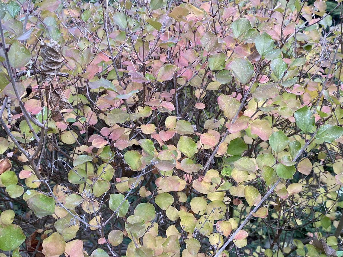 Autumn colours <a href="/EalingHour/">Ealing Hour</a> #EalingHour