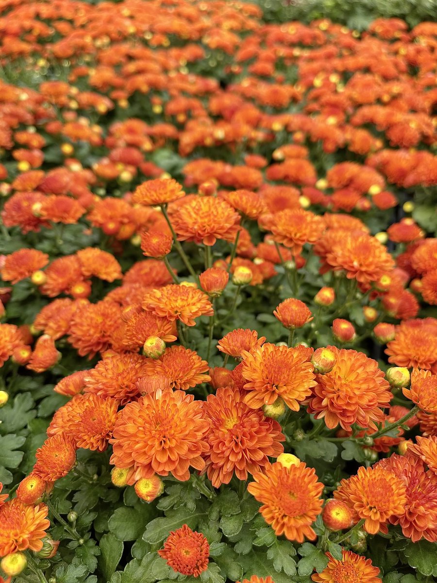 555LMAO555's tweet image. Treat others as you would like to be treated
#FlowerLovers #Nature #TuesdayVibes