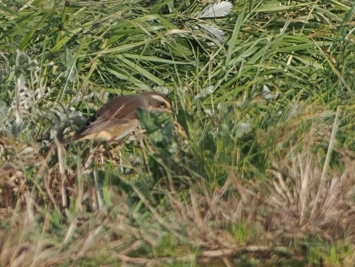 Very pleased to get my second self-found tick of the trip, with a male Bluethroat at Norwick this morning. The photo won't win any prizes, but at least it's a record shot.