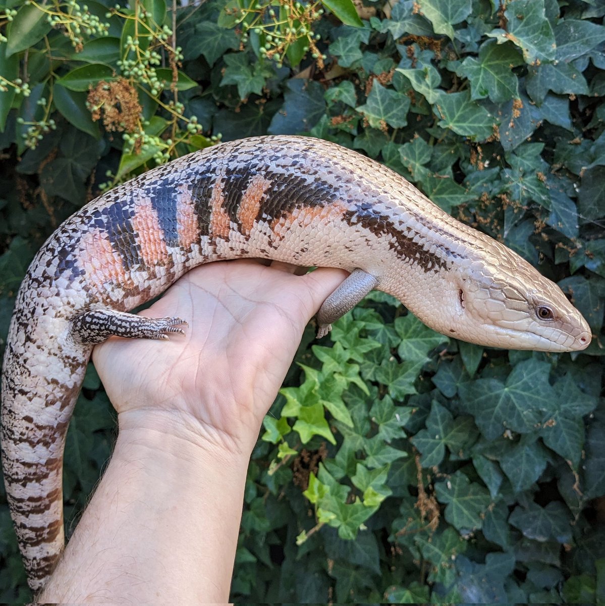 ScalyCrew's tweet photo. Almost time to put away the skinks for the year.
#ScalyCrew #reptiles #bluetonguetuesday #bluetongueskink #lizard #lizardbreeder #reptilekeeper #cooldown #spookyseason #pets #petlizard #fallvibes https://t.co/QpMNmhz6P6
