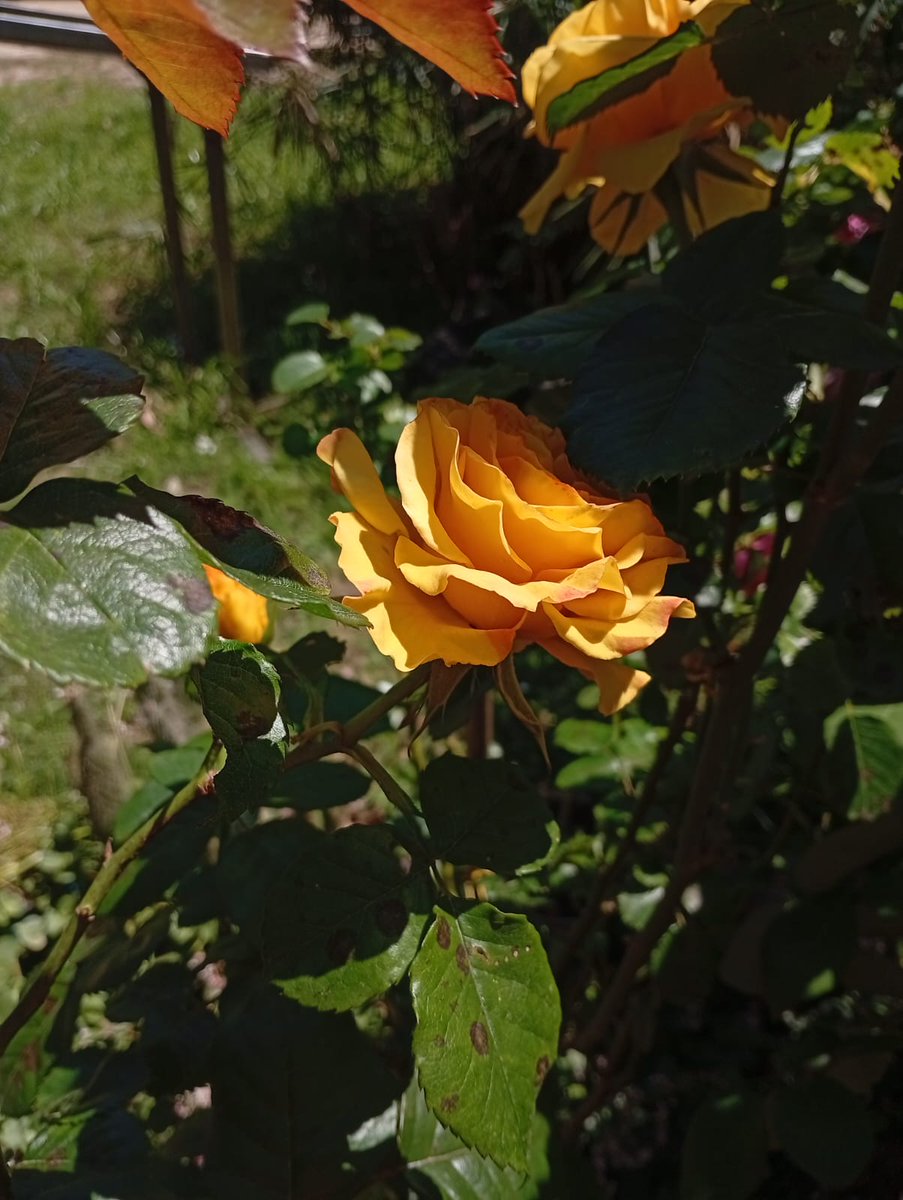 Joana Lopez (@joanalo55486306) on Twitter photo 