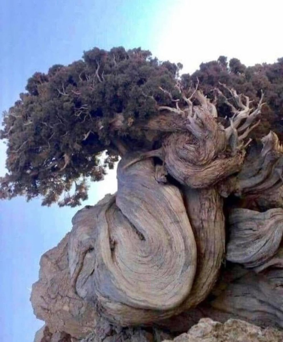 Ancient Aras Cypress tree in Iran, which is estimated to be one of the oldest living trees on Earth.... 

Tandooreh National Park in northeastern Iran 🇮🇷, the Aras Cypress stands as a living monument to time itself. Estimated to be nearly 5 millennia old, this ancient tree has