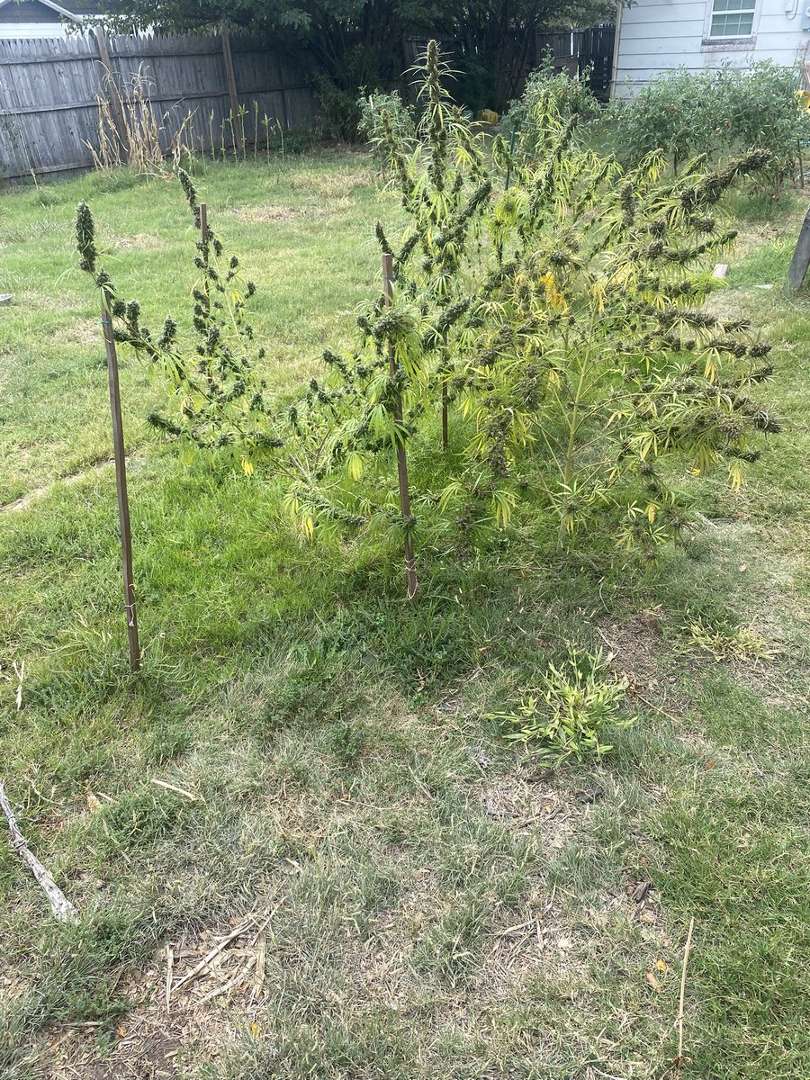 Four girls. Not a speck of amber trich among them.