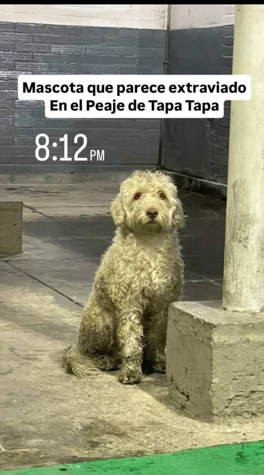 A64029345's tweet image. Al parecer está extraviado y se encuentra en el peaje de tapa_tapa ...Maracay Caso de terceros urgente