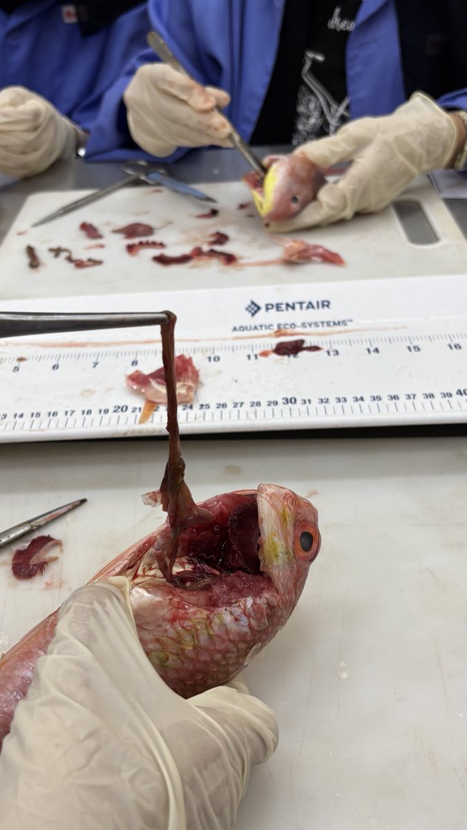 مااعرف كيف بتعامل مع كلاسات العملي طول ذا سمستر🧍🏼‍♀️🧍🏼‍♀️🧍🏼‍♀️