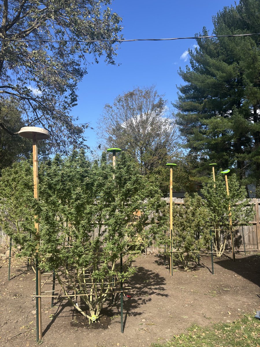 WeedVet's tweet photo. It ain’t pretty but it’s gonna keep the tarp off the flowers … https://t.co/BPqWjLO16m