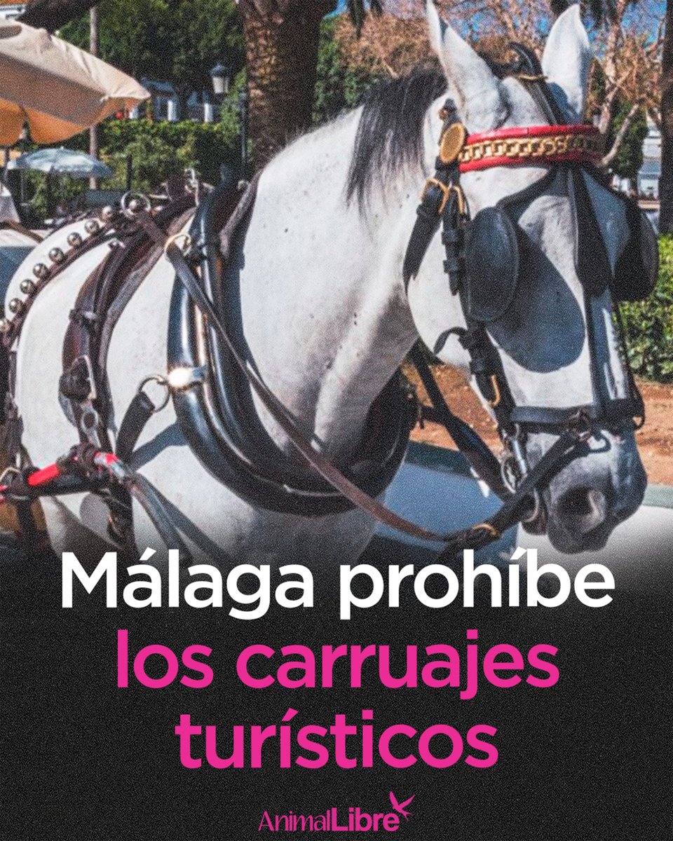 Animal_Libre's tweet photo. Málaga da un paso histórico por los animales.
El Ayuntamiento revocó todas las licencias de carruajes turísticos, poniendo fin a esta práctica en la ciudad.
La decisión se tomó por bienestar animal, seguridad y salubridad. https://t.co/HZmK2dDPfy