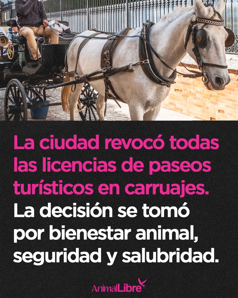 Animal_Libre's tweet photo. Esta medida no solo protege a los caballos: marca un precedente poderoso.
Demuestra que cuando una sociedad se atreve a cuestionar lo “tradicional” y elige el bienestar por sobre la costumbre, abre camino a un futuro más compasivo y justo para todos los animales. https://t.co/ji0NYx6TWn