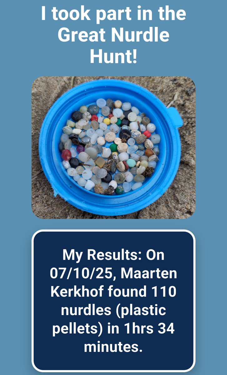 October  is the month of the Great Global Nurdle Hunt, so this afternoon I went  to my local beach along the Lek River where Storm Amy blew all the  nurdles to one corner. Within four meters of the high-tide line, I found over a hundred in an hour and a half.
<a href="/greatnurdler/">Great Nurdle Hunt</a>