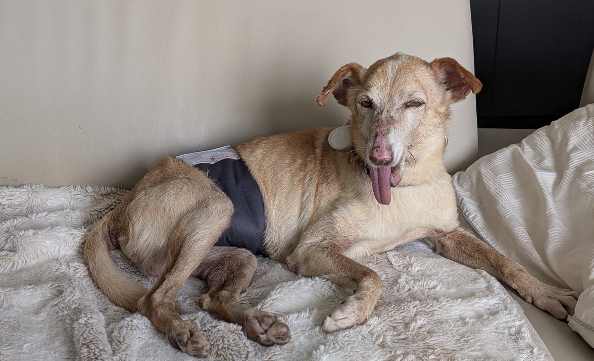 MercyWright1984's tweet photo. Happy #TongueOutTuesday! #dogsofX #dogsoftwittwer #RescueDog https://t.co/eY68XCYHgz