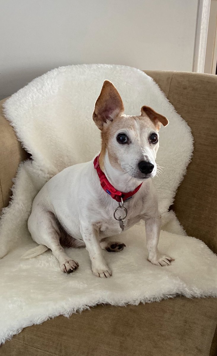 Said goodbye today to our furry little girl!!! I’m Going to miss you so much Pops!!! Xxx