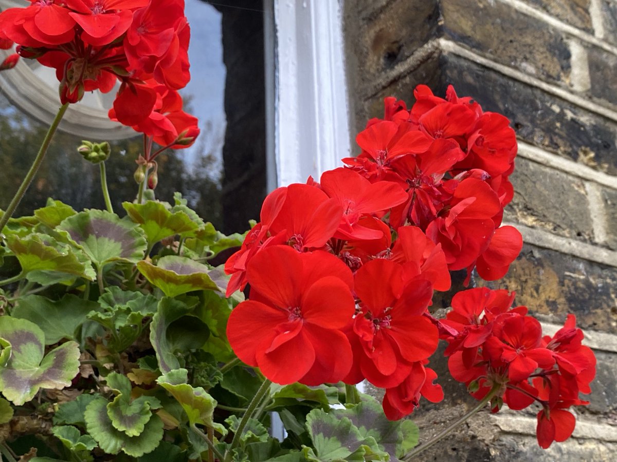 Guy Fiegehen (@fiegehen) on Twitter photo Summer is fading away. Deep red Geranium flowers still shining <a href="/EalingHour/">Ealing Hour</a> #EalingHour Summer is fading away. Deep red Geranium flowers still shining <a href="/EalingHour/">Ealing Hour</a> #EalingHour