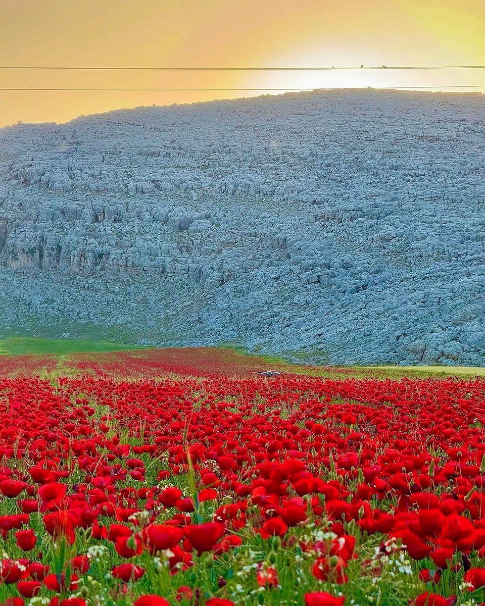 idlib_archive7's tweet photo. ربيع الدودحان | إدلب
كأنه مشهد من الجنة🌷 https://t.co/FcuiNXrm6I