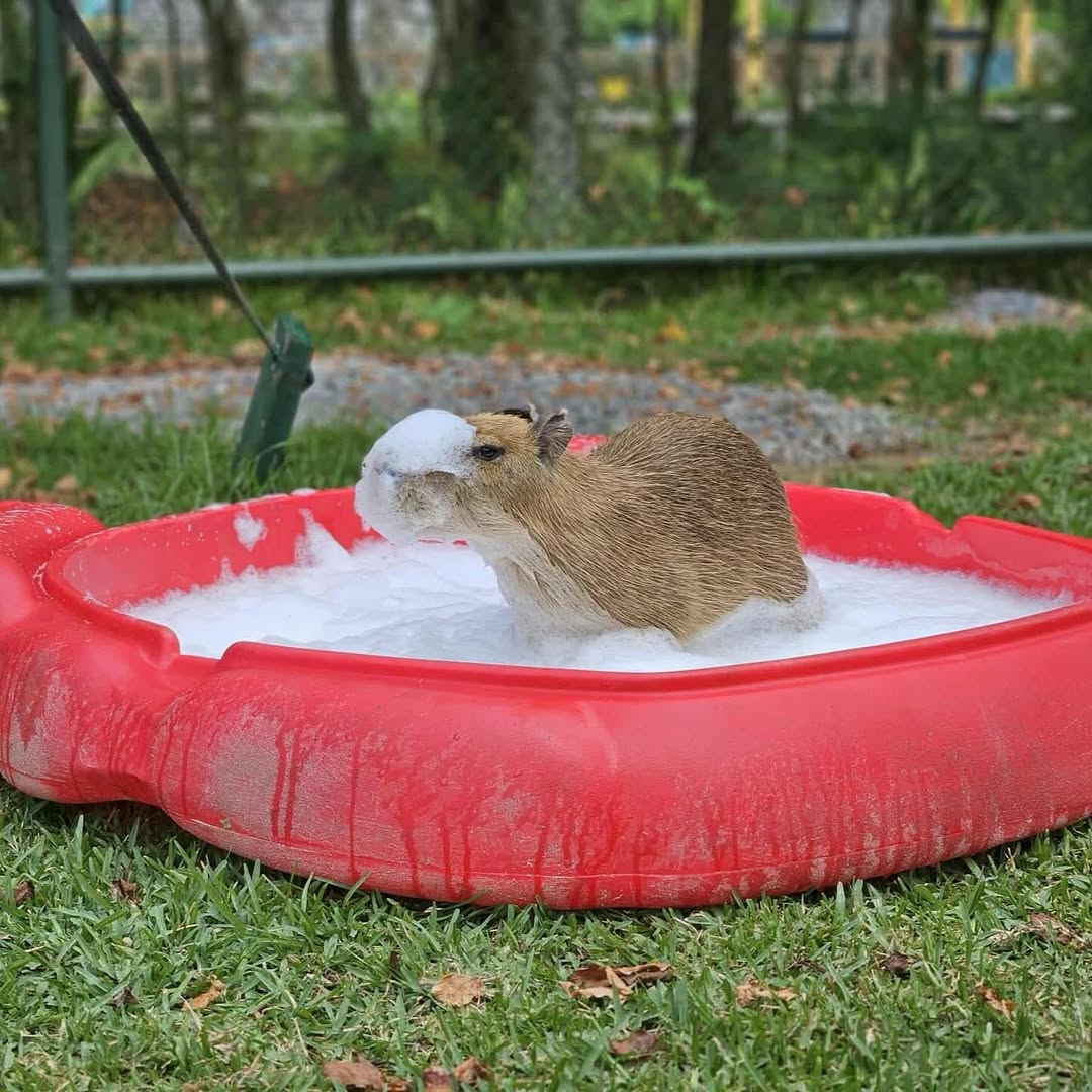 Capybaras_Frens's tweet photo. Capybara pups having their very first bubble bath https://t.co/eFx6C6W70i