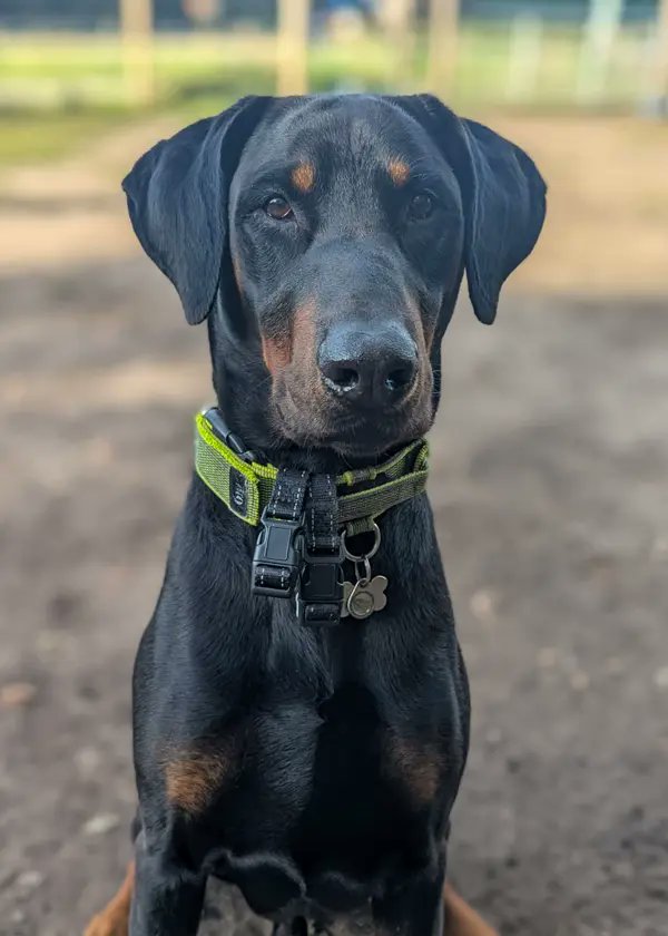 DRUE Dobermann Rescue tweet media