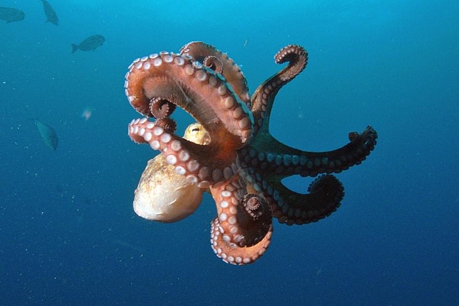 Mission Blue tweet media