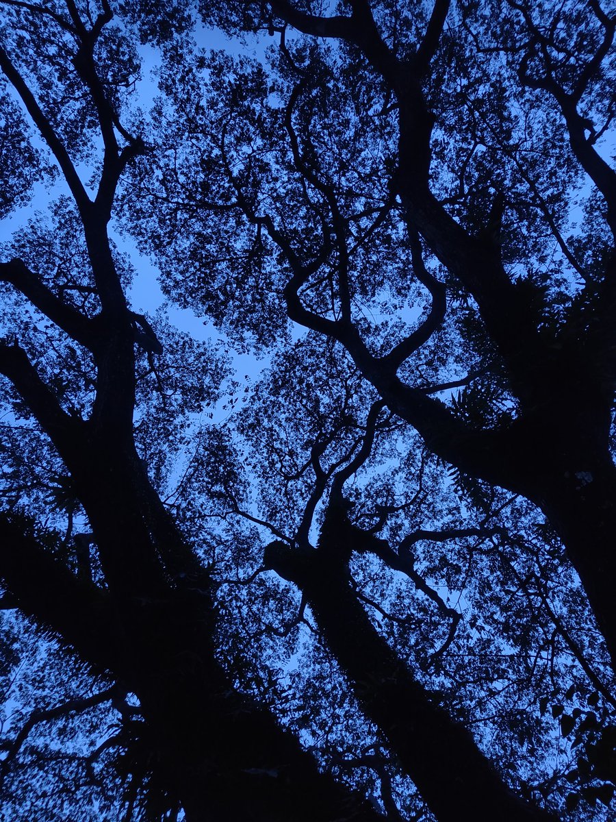 Trees are poems that the earth writes upon the sky - Kahlil Gibran.