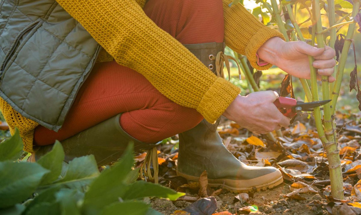 ArapahoeCounty's tweet photo. Gardeners, it’s time to prep for the cold! Join @CSUExtension for a class on fall and winter landscape care and learn how to put your gardens to bed properly.

🗓️ Wednesday, Oct. 16, 4 – 5 p.m.
📍 Aurora Central Library (In-Person)

Register: https://t.co/YHeEZ6EapY https://t.co/UZW7NjOuwp