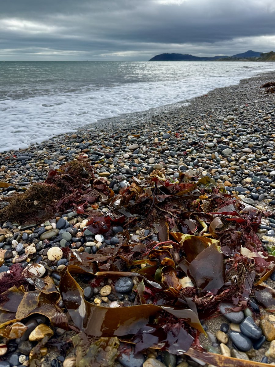 Freshly washed up seaweed on Killiney beach, Co. Dublin shows off autumnal shades of reds, greens and browns.