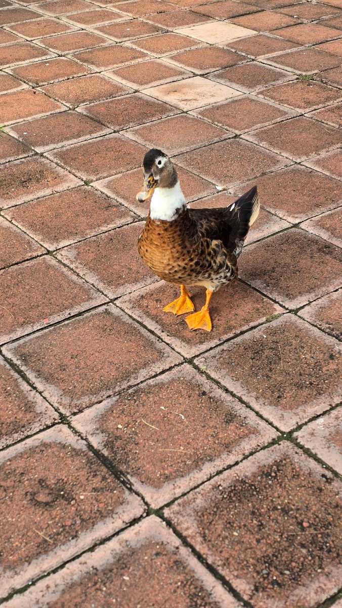 hellriser1100's tweet photo. Son tan lindos.
#aves #birds #Xochimilco #Duck #pato #cuack #buenastardes https://t.co/sV6nA6nXlL