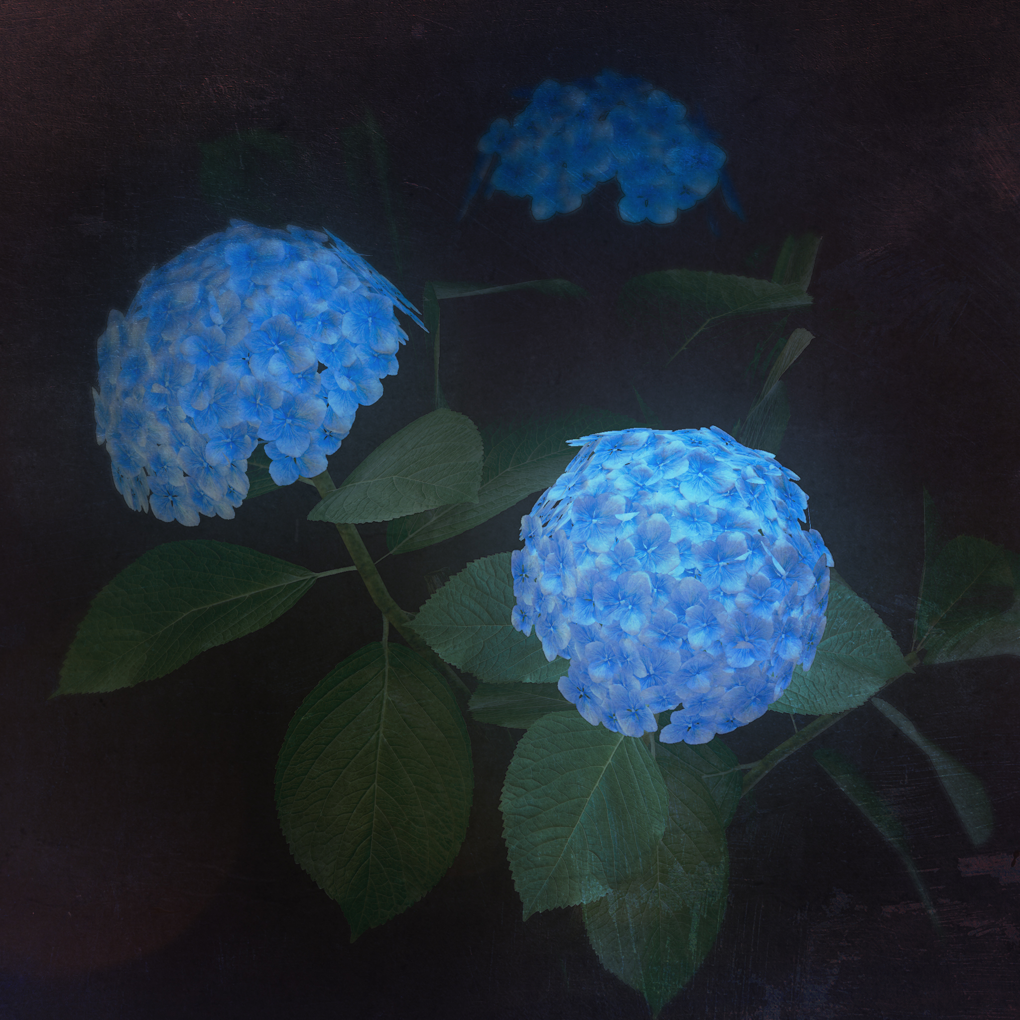 のこのこ。紫陽花リクエスト７点 吉岡麗子さん】コンパクト品種の紫陽花 こじさい 『ちっちゃ