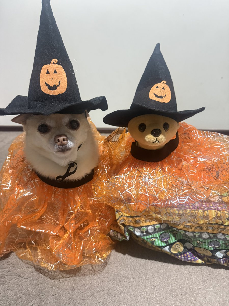 Pomchi_Puppy's tweet image. Twinning with Mini Tink today🐾 

#tinkerbellthepomchi #pomchi #tatertotsquad #dogsoftwitter #dogsofx #tinkandminitink