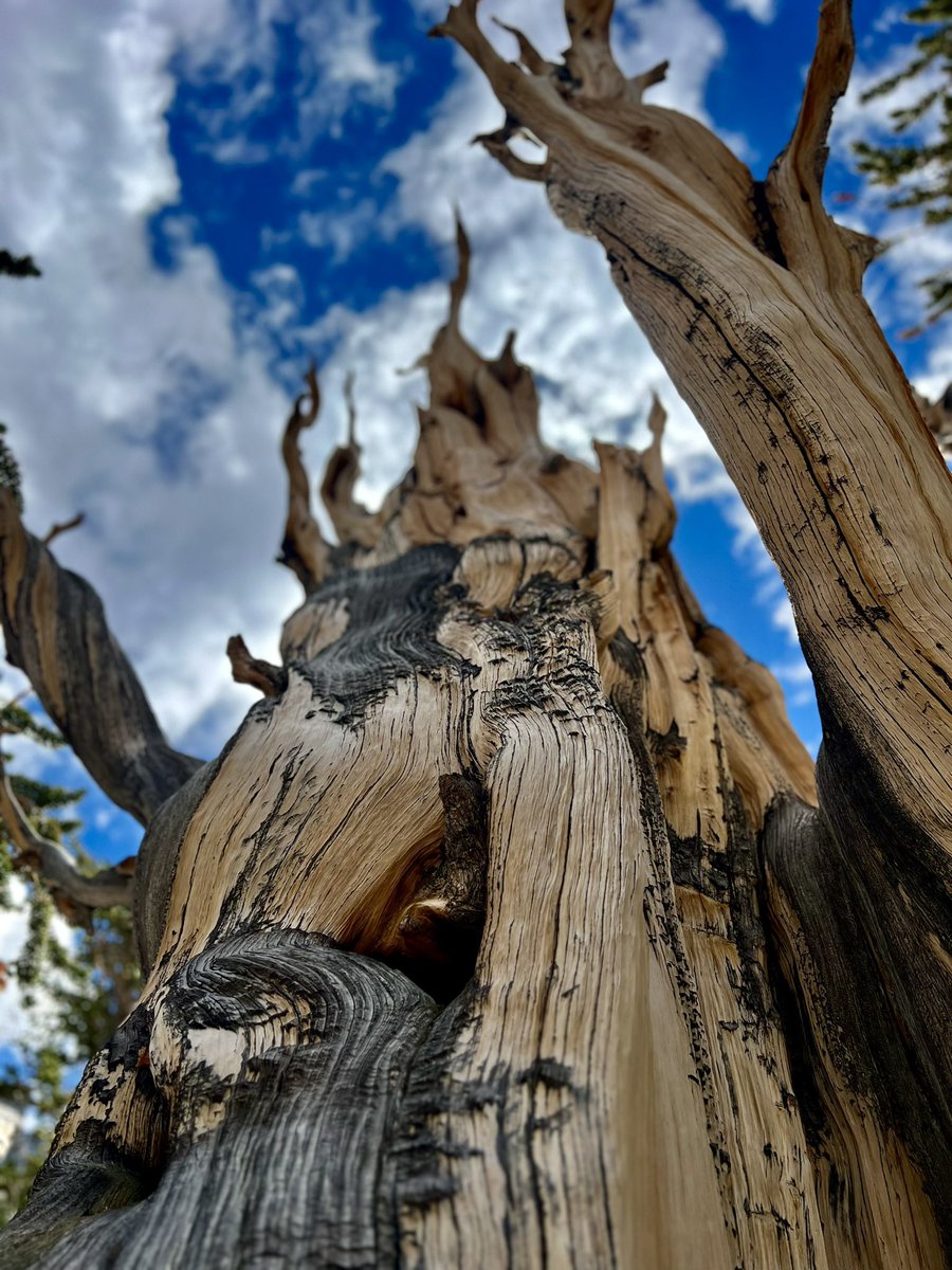 V_irvin_V's tweet image. 3200-year-old living tree. My time in this world ain’t shit to what these trees will witness.