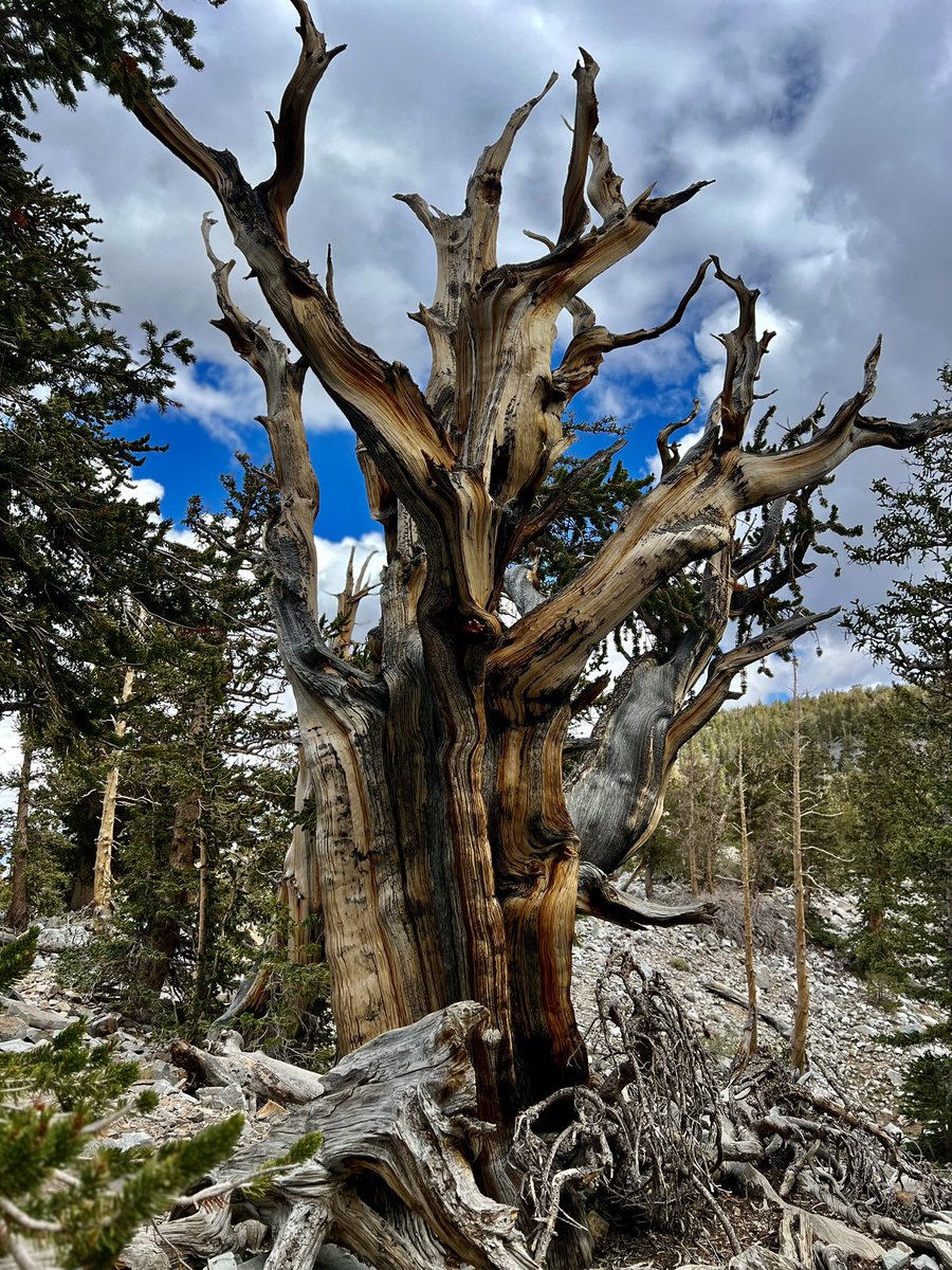 V_irvin_V's tweet image. 3200-year-old living tree. My time in this world ain’t shit to what these trees will witness.