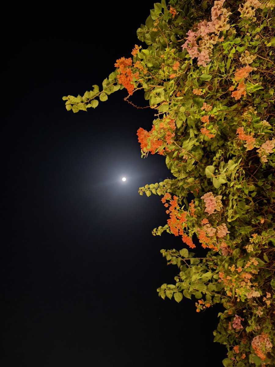 thatdumbcoder's tweet image. GN 😴