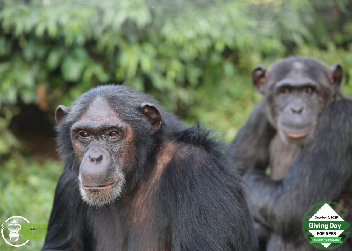 #Chimpanzeetrust tweet media