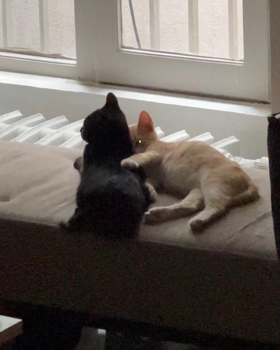 Ofisin yeni üyeleri Osimhen ve İcardi ❤️