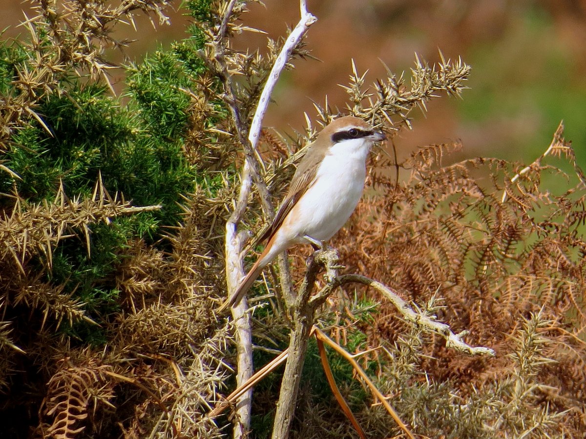 Chris Hazell tweet media