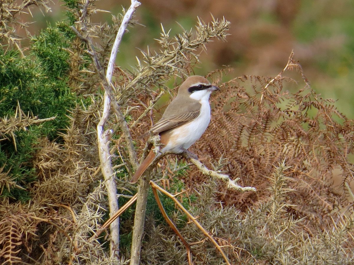 Chris Hazell tweet media