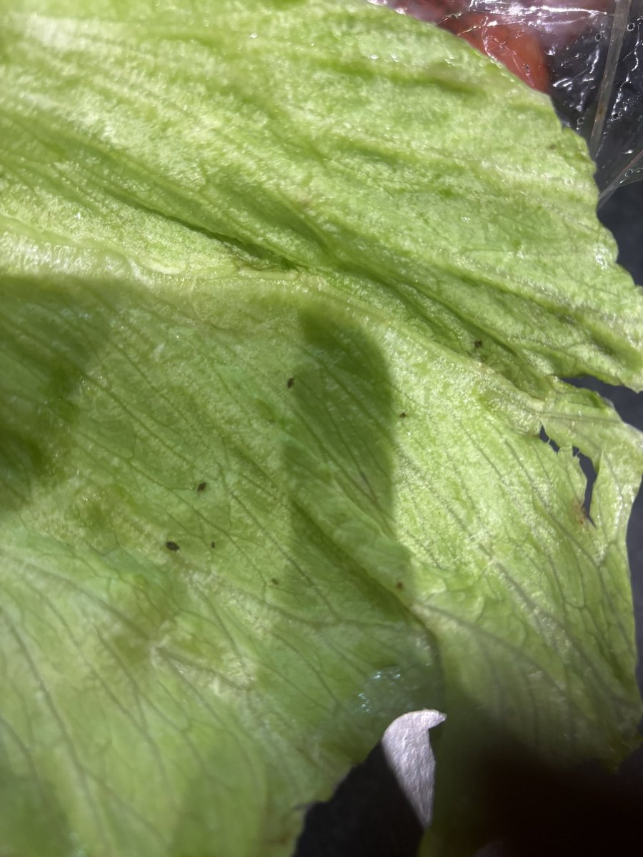 Iceberg lettuce purchased tonight from  <a href="/sainsburys/">Sainsbury's</a> invested with flies 😡🤢
