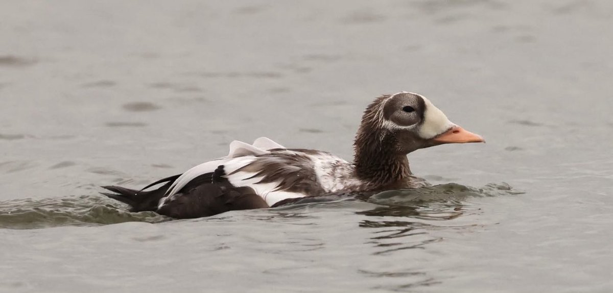 The returning SPECTACLED EIDER, Texel, Netherlands.
📷 photo by Rodney Stolk.