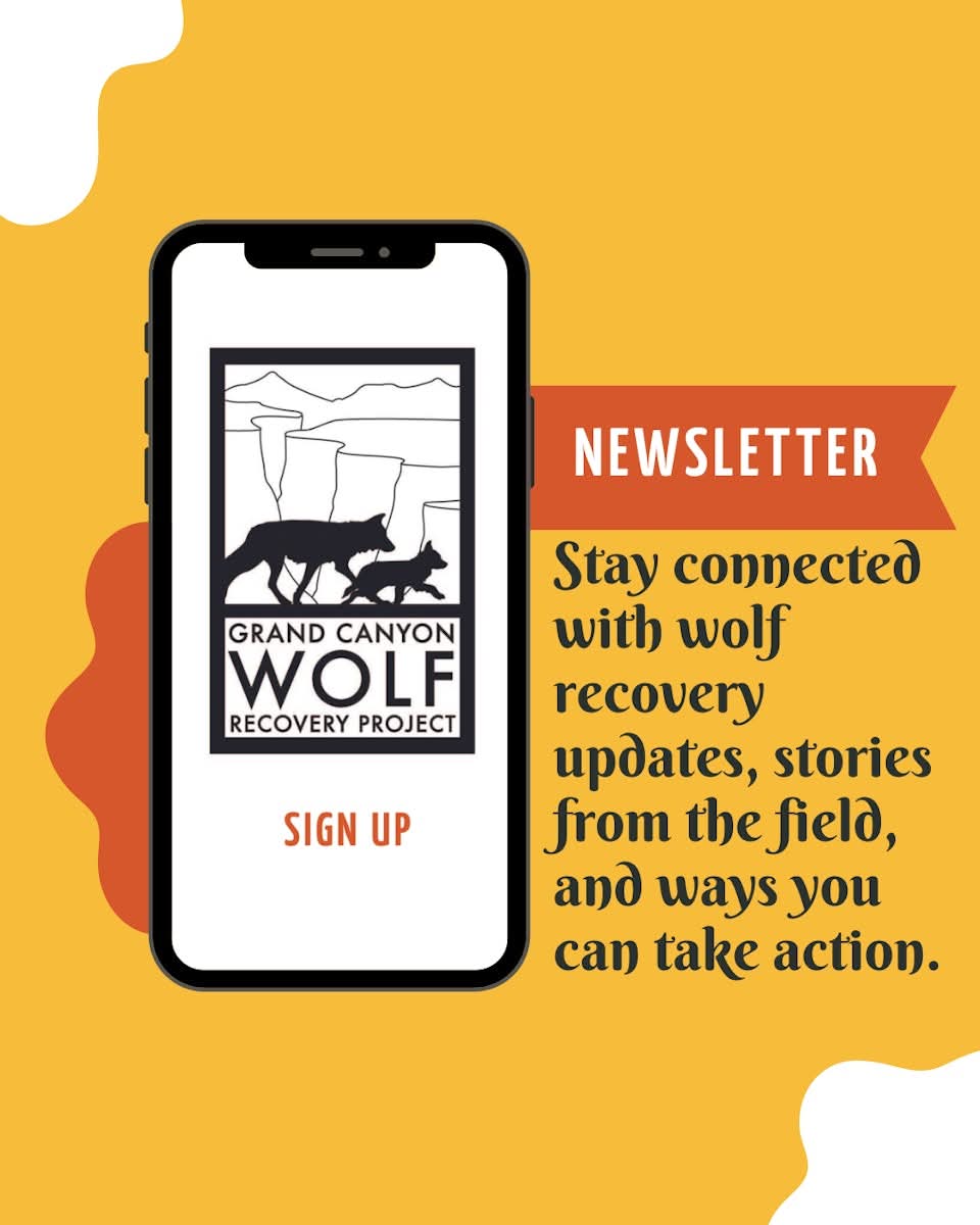 GC Wolf Recovery tweet media