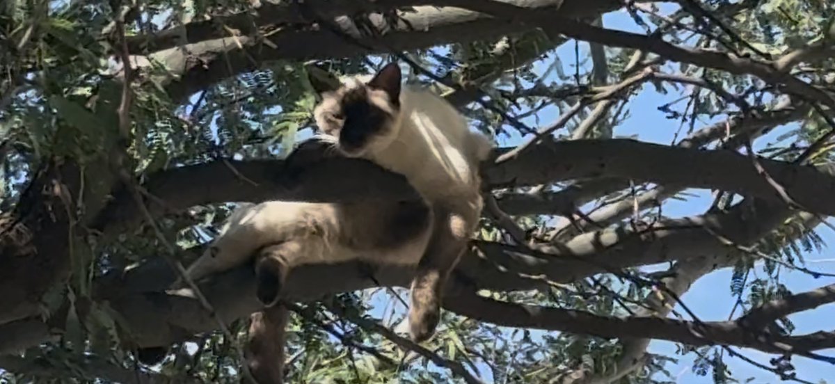 JohnClayto17434's tweet image. Some days, I wish I could hang with my cat Harley!