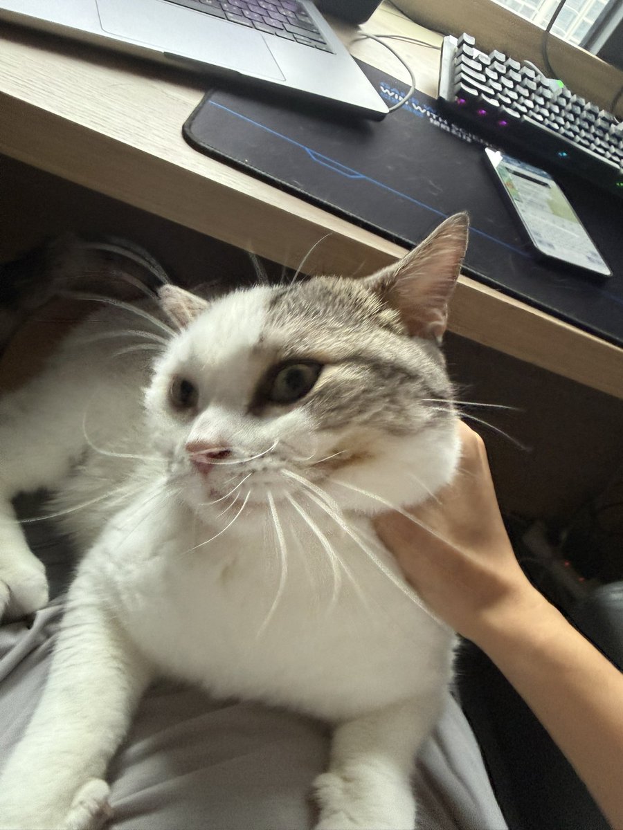 meloner6's tweet image. 手机放旁边 我家臭猫一脚给我吧仓位买入干进去了 ，相当招财猫？#form   赔钱了就送你自由
