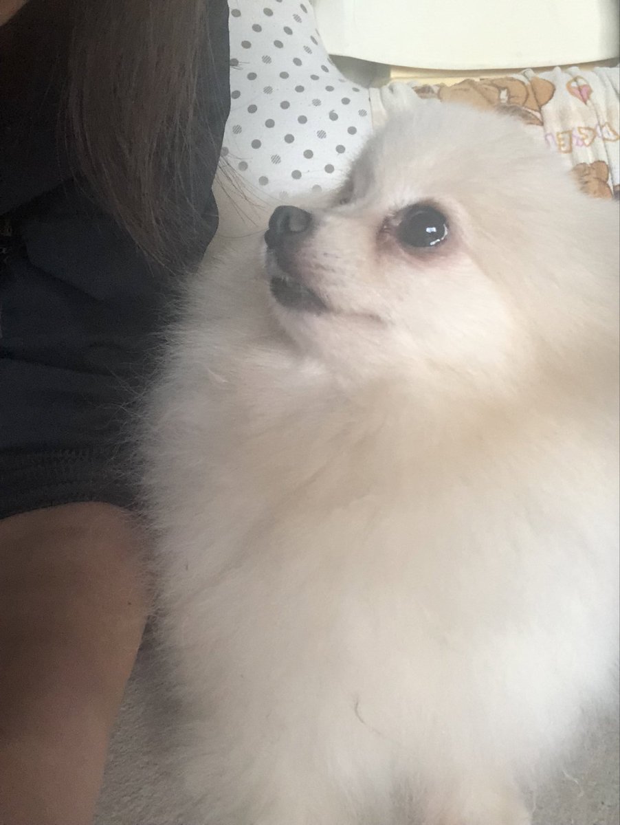 love2pome's tweet image. お仕事終わって1週間ぶり？に帰宅した🐶
甘えモード前回で一時も離れない

#犬好きさんと繋がりたい
#犬飼いさんと繋がりたい
#ポメラニアン