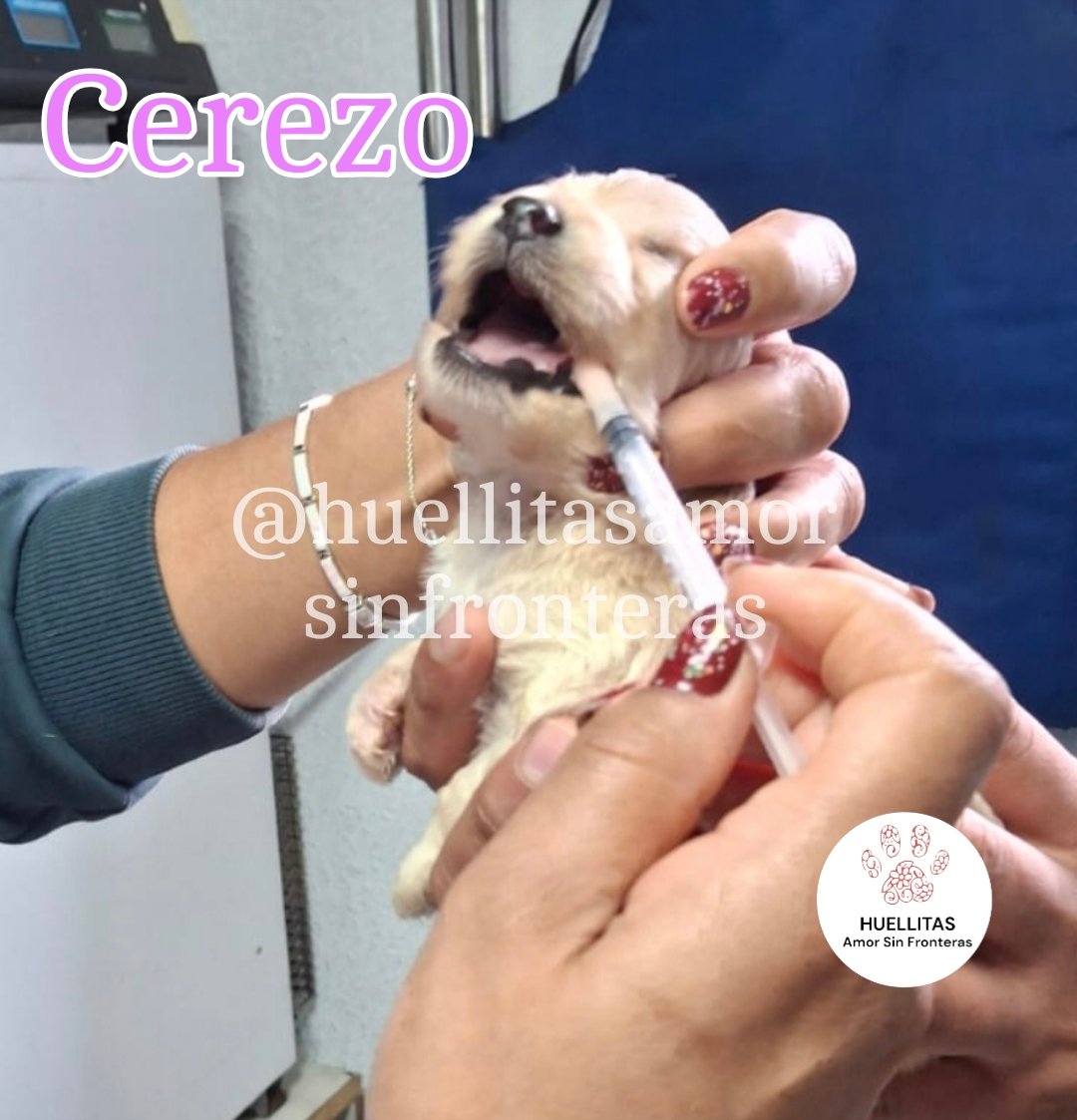 🥹💥 ¡Seguimos luchando!
Cereza y su pequeño Cerecito son unos guerreros!!!

Hoy, Cerecito recibió su primera desparasitación 🍼✨ y esta avanzando como todo un príncipe.

Dos guerreros que han luchado cada segundo por vivir.

Cereza continúa hospitalizada… sus heridas siguen