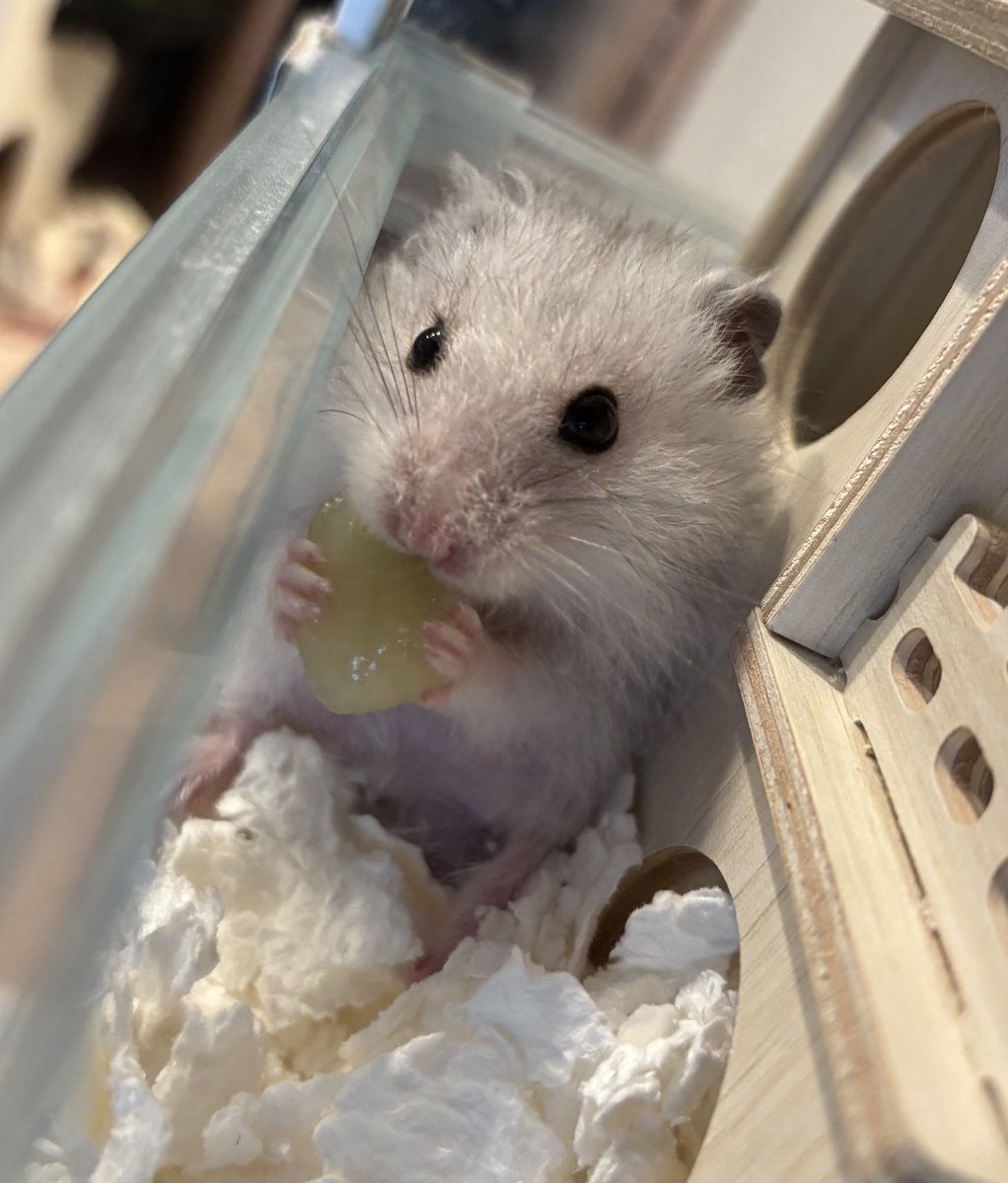 ｼｬｲﾝﾏｽｶｯﾄは狭いところで食べるにかぎりまちゅな〜