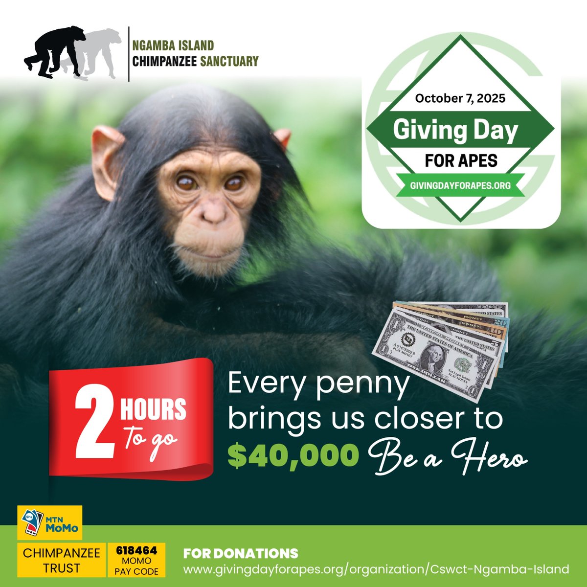#Chimpanzeetrust tweet media