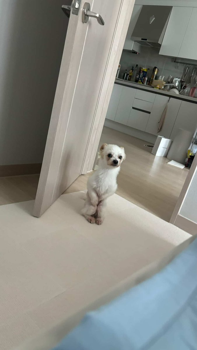 우리 강아지다