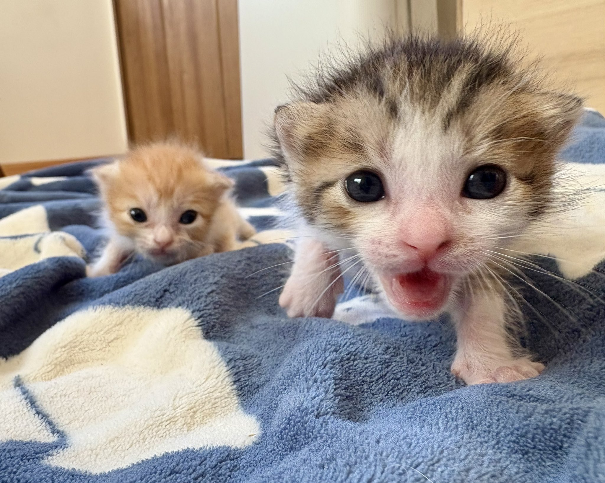 ふんばり親子猫 ハチワレ ハチワレ姉さん on X: