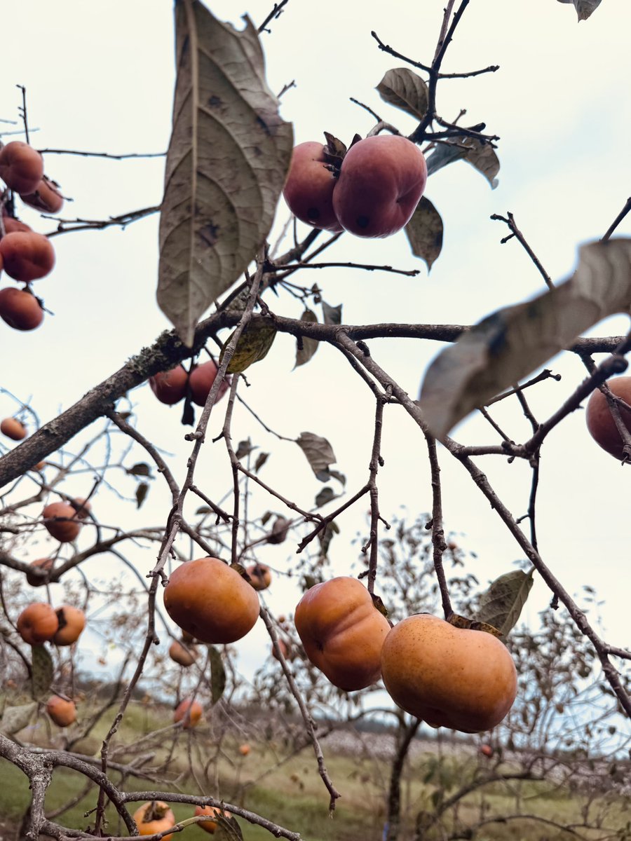 PERSIMMON FIELD DAY:
Join us October 23, 2025, in Quincy, FL to taste ripe persimmons, explore varieties, and learn from experts about growing, harvesting, and evaluating this delicious fruit.